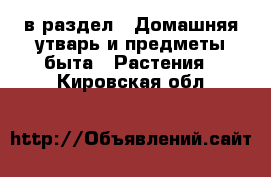  в раздел : Домашняя утварь и предметы быта » Растения . Кировская обл.